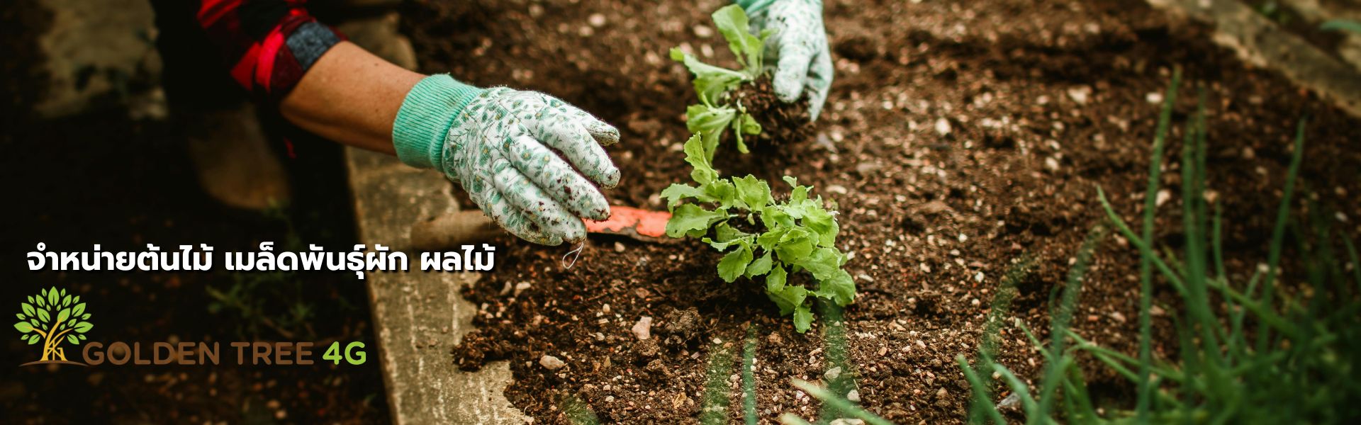 Banner - - บริษัท โกลเด้นทรี 4จี (3)